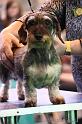 Crufts2011_2 1604